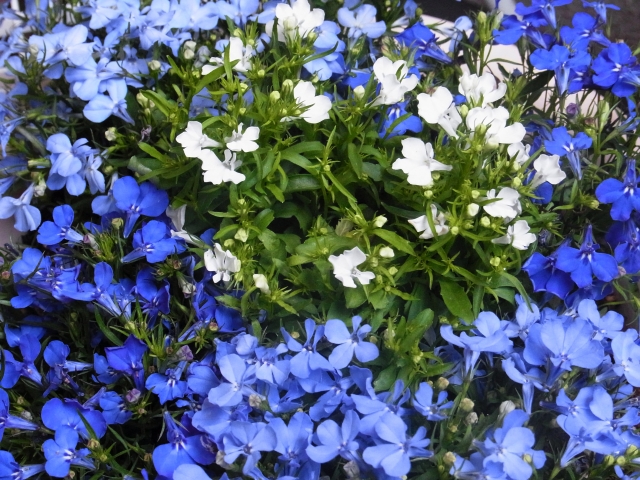 夏の花の寄せ植えはブルー系 60歳定年後からの趣味 クレイアートフラワー